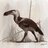 Kelenken the terror bird