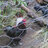 chicken dinner