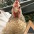 Chicken_named_Sue