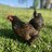 FriskyChicks
