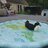 DuckWhisperer8