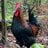 Spoiledchooks