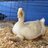 duckduck_goose