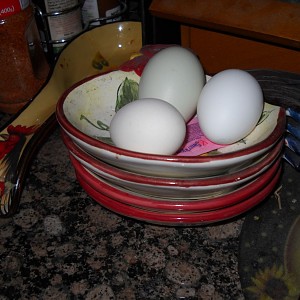Bredas | BackYard Chickens