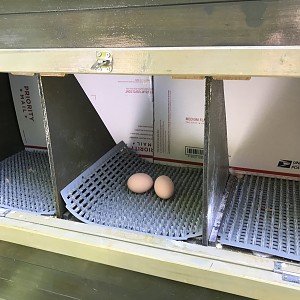 Innovations Pet Deluxe Farm House Chicken Coop Backyard Chickens