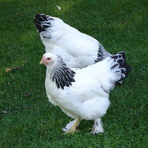 Chicken Breed Identification Chart