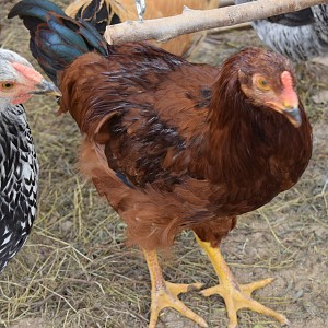 Buckeye | BackYard Chickens