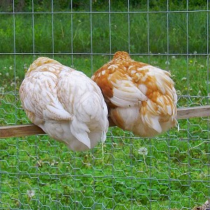poultry sex link Chojuro asian pear
