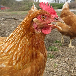 poultry sex link Severe naked whipping