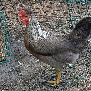 Cream Legbar originally bred by R. C. Punnett | BackYard Chickens
