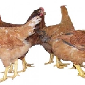 sagittas chickens