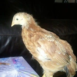 sagittas chickens