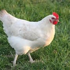 sagittas chickens