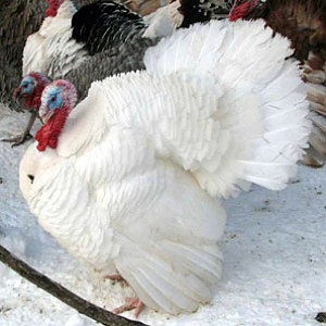 White Holland Backyard Ens 0ad6d6df Whitehollandturkey300 Jpeg