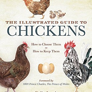 The Illustrated Guide To Chickens How To Choose Them How
