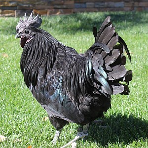 sagittas chickens