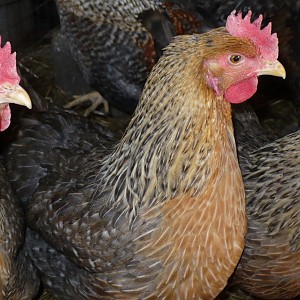 Welbar | BackYard Chickens