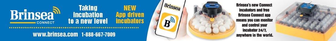 Brinsea