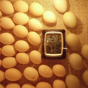 New incubator first run