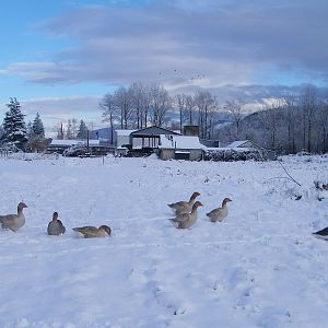 Winter geese 012