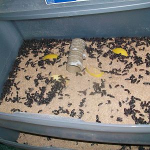 Mealworm Farming