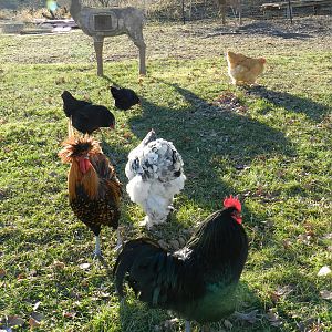 The Flock