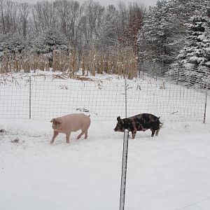 Pigs 2012