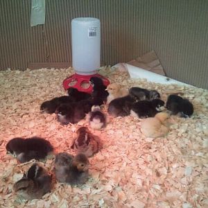 First Chicks