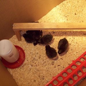 Hens & Chicks