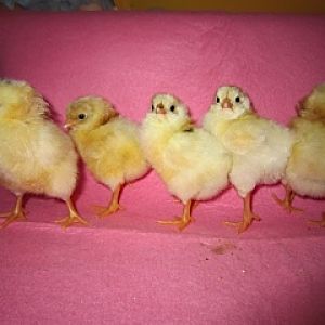 Chicks!!!
