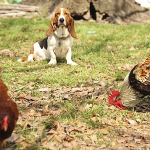 My Backyard Chickens