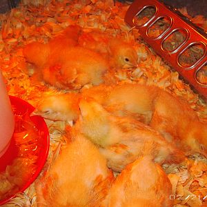 My Buff Orpington Chicks