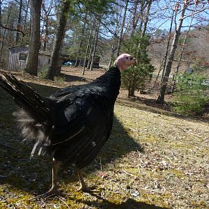 Turkeys.