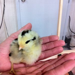 First Chicks