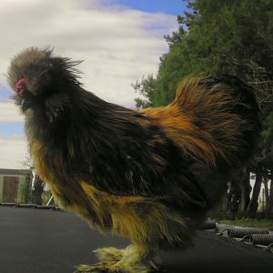 Silkies and Sizzles