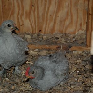 Chickens