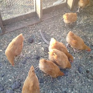 My chickens