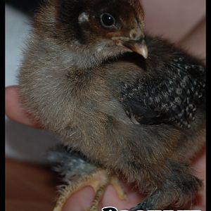 Names of the chicks
