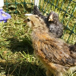 My Chickens