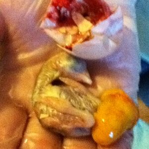 Set 3/17 no pipping yet - cracked egg open and it was alive