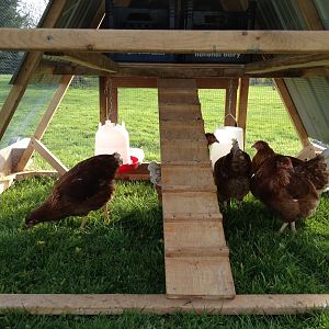 chickens