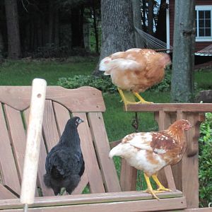 Chicks