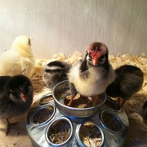 Brooder Chicks
