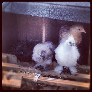 My chickens