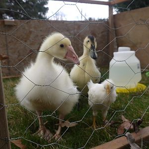 the birds