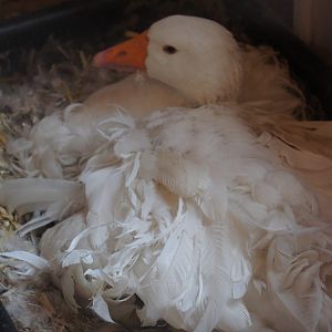 Sebastopol Geese