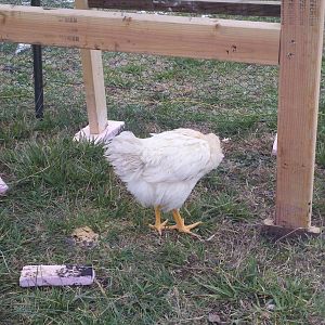My Chickens