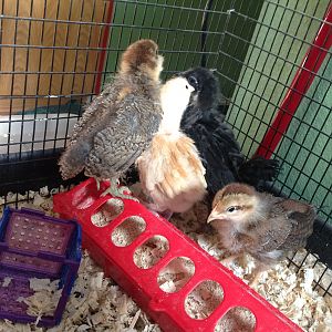 My New Chicks