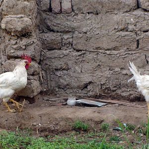Our Egyptian Chickens