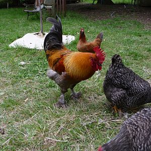My flock